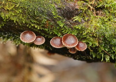 Hypholoma brunneum