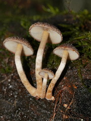 Hypholoma brunneum
