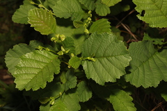 Alnus glutinosa