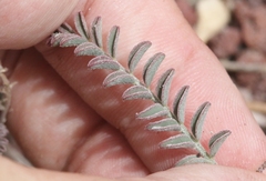 Astragalus inyoensis