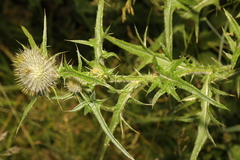 Cirsium vulgare