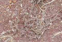 Astragalus inyoensis