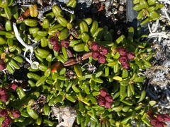 Kalmia procumbens
