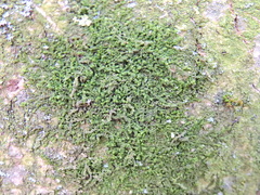 Frullania dilatata