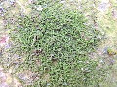 Frullania dilatata