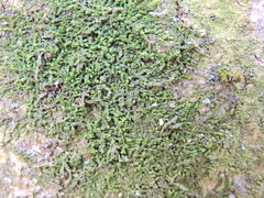 Frullania dilatata
