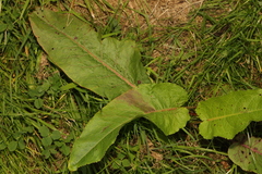 Rumex obtusifolius