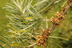 Hippophae rhamnoides