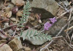 Astragalus inyoensis