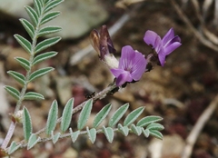 Astragalus inyoensis