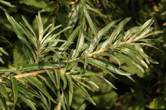 Hippophae rhamnoides