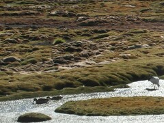 Lophonetta specularioides