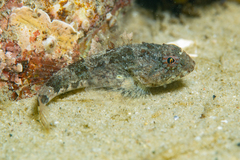 Myoxocephalus