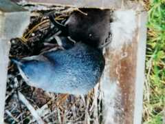 Eudyptula minor albosignata