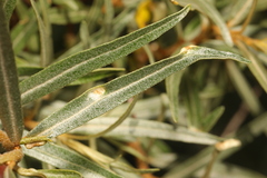 Aceria hippophaena