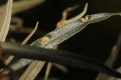 Aceria hippophaena