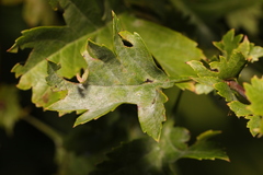 Podosphaera clandestina