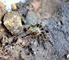 Pterinochilus murinus