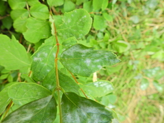 Erysiphe symphoricarpi