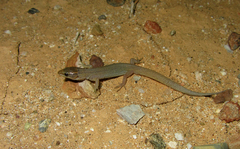 Xantusia wigginsi