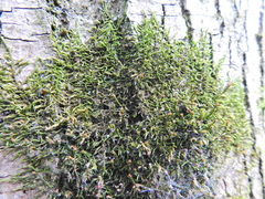 Cryphaea heteromalla