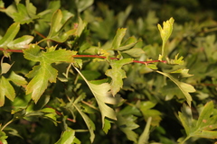 Crataegus monogyna