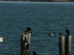 Leucophaeus scoresbii