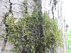 Cryphaea heteromalla