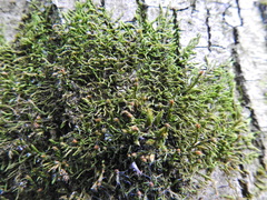 Cryphaea heteromalla