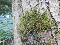 Cryphaea heteromalla