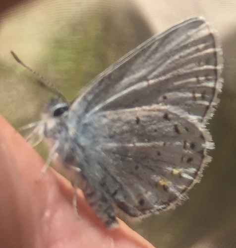 iNaturalist observation photo of Anna's Blue