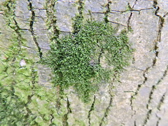 Frullania dilatata