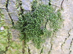 Frullania dilatata