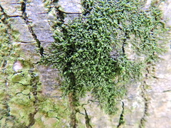 Frullania dilatata