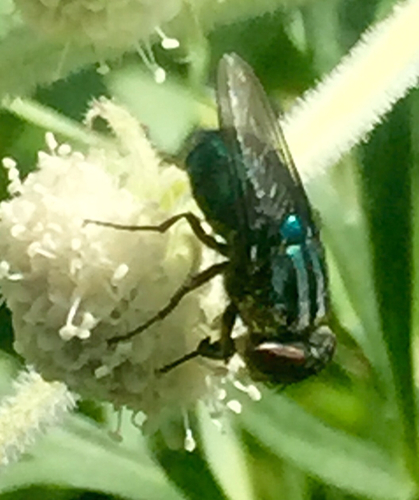 iNaturalist observation photo of Chrysomyinae