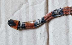 Oxyrhopus guibei