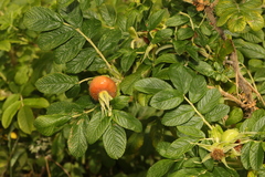 Rosa rugosa