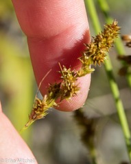 Carex stipata