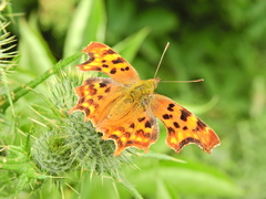 Polygonia c-album
