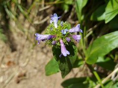 Penstemon globosus