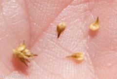 Carex stipata