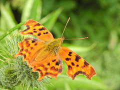 Polygonia c-album