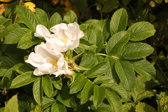 Rosa rugosa