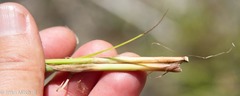 Carex stipata