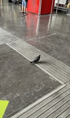 Columba livia domestica