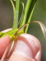 Carex stipata