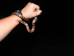 Cemophora coccinea copei