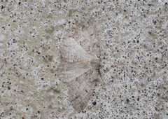 Sabulodes packardata