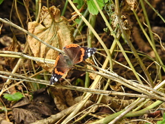 Vanessa atalanta