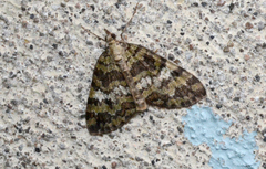 Hydriomena speciosata